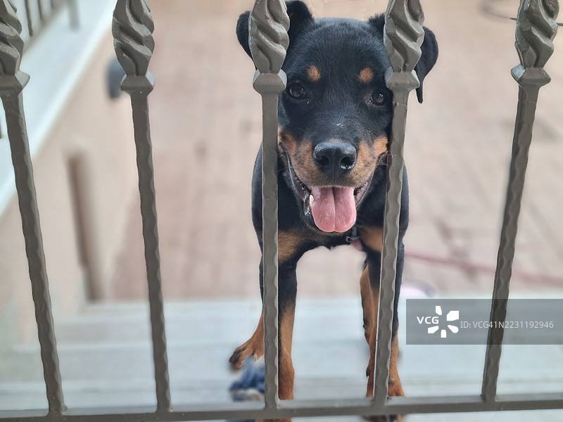 快乐的罗威纳小狗在金属栏杆后面图片素材