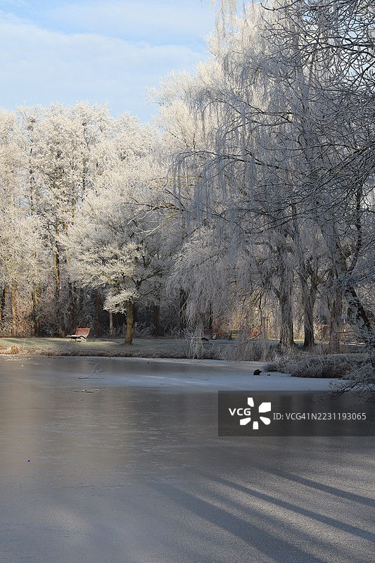 冬季冰冻湖泊周围的霜冻树木图片素材