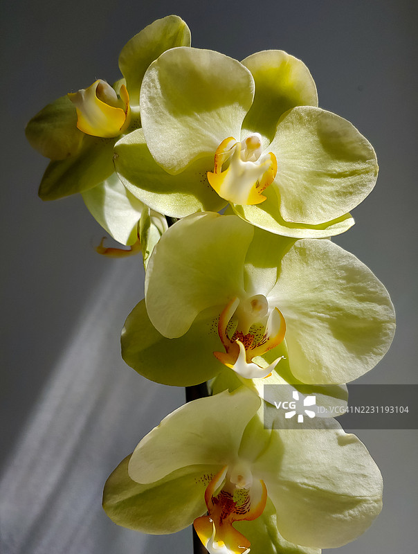 阳光下的黄色兰花特写图片素材