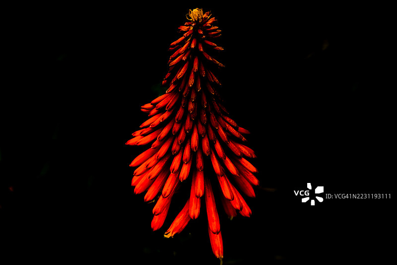 鲜艳红花在黑色背景下的特写图片素材