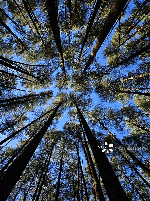 茂密森林中高大树木的壮丽景观图片素材