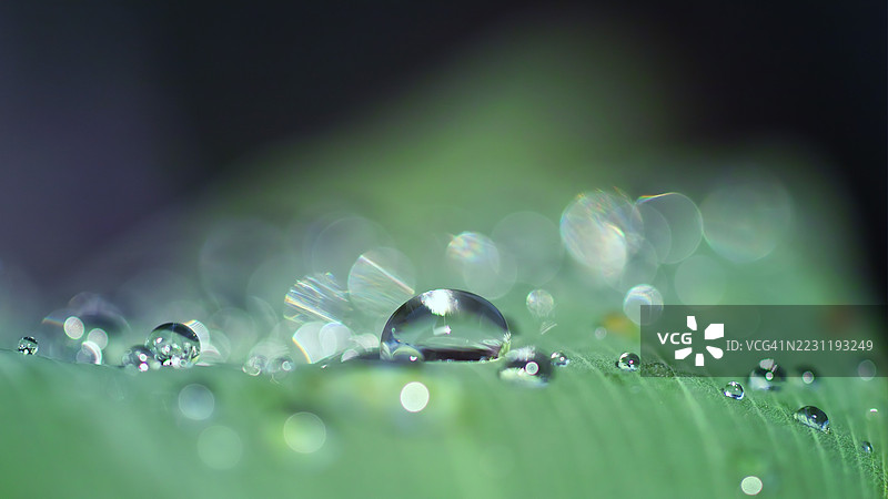 晨光中的叶子上的露珠图片素材