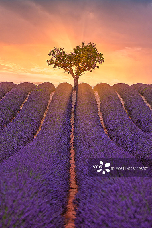 法国瓦朗索尔的日落薰衣草田与树木剪影图片素材