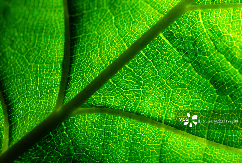绿叶的叶脉特写图片素材