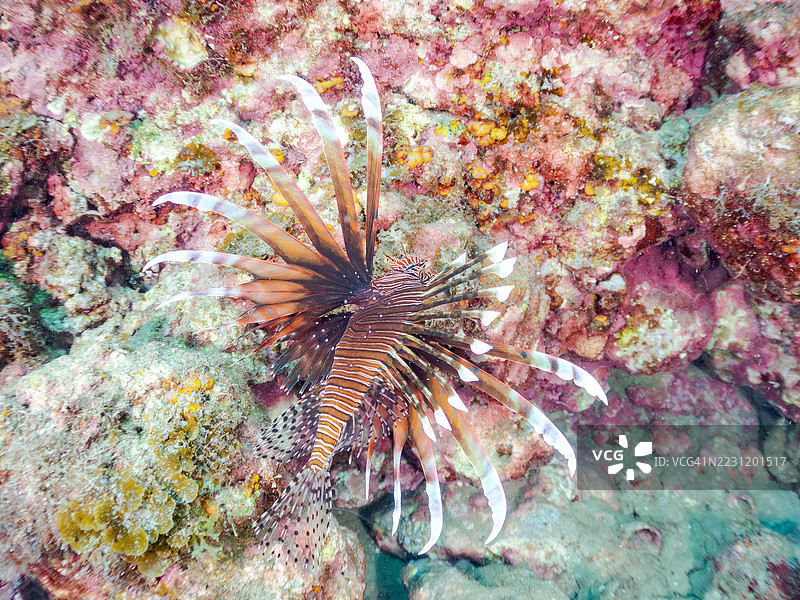 红狮子鱼，飞龙鱼。海洞中的鱼群。平藏海滩，中城港，南伊豆，伊豆半岛，静冈县，日本。- 2025年7月6日。平藏海滩是日本本岛本州最佳浮潜地点之一。图片素材