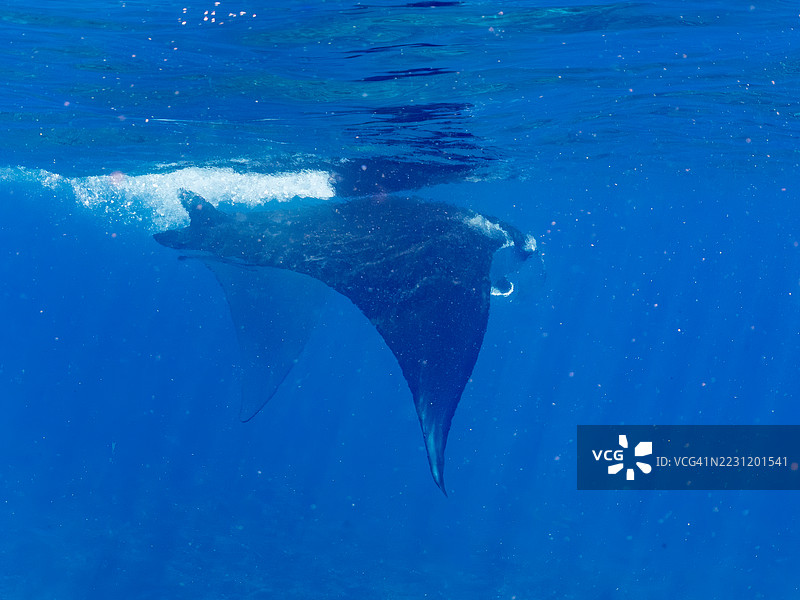 一只巨大的阿尔弗雷德魔鬼鱼(Mobula alfredi,属于魟鱼科),长度超过4米。地点:冲绳县,座间味岛,慶良間群岛,岛尻郡 - 2025年6月27日。就在前一晚,发生了珊瑚产卵。图片素材