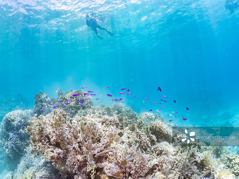 美丽的紫色女王鱼、紫水晶鱼、巴斯卡尔伪鲷、蓝绿小丑鱼、蓝绿铬鱼（Chromis viridis）等在奇妙的珊瑚礁中游弋。一群热带鱼。阿穆罗岛，座间味岛，庆良间群岛，2025年图片素材