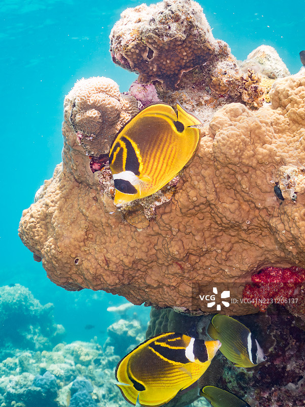 美丽的浣熊蝴蝶鱼群,月亮蝴蝶鱼及其他鱼类在奇妙的珊瑚礁中。热带鱼群。美丽的珊瑚礁和游泳的人们。阿穆罗岛,座间味岛,庆良间群岛,岛尻郡,冲绳 - 2025年6月28日图片素材