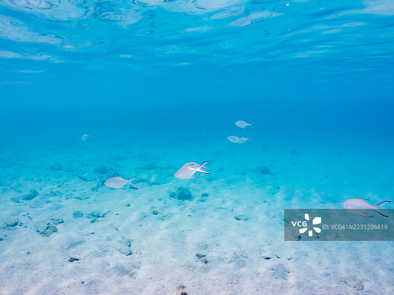 美丽的小斑点飞镖鱼在美丽的白色沙滩上。一群热带鱼。阿穆罗岛,座间味岛,慶良間群岛,岛尻郡,冲绳 - 2025年6月28日图片素材