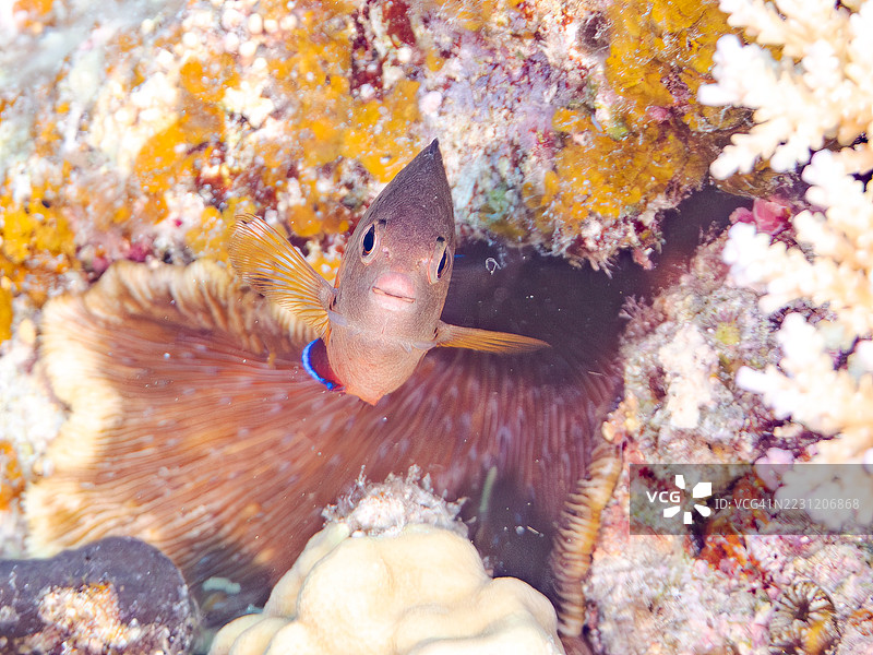 锈色天使鱼，Centropyge ferrugata，珍珠鳞天使鱼，Centropyge vrolikii。一群热带鱼。美丽的珊瑚礁和游泳的人们。阿穆罗岛，座间味岛，庆良间群岛，岛尻郡，冲绳 - 2025年6月28日图片素材