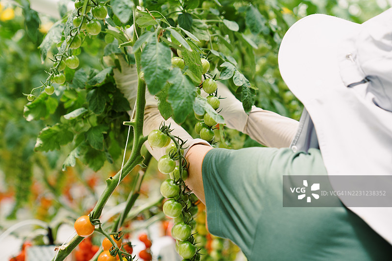 一位女农民正在采摘樱桃番茄图片素材