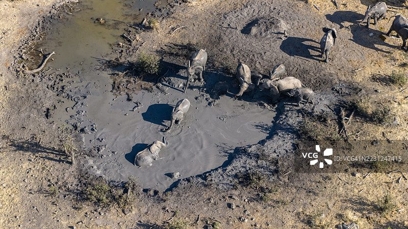 大象在干涸的水坑旁喝水和洗泥浴的鸟瞰图图片素材
