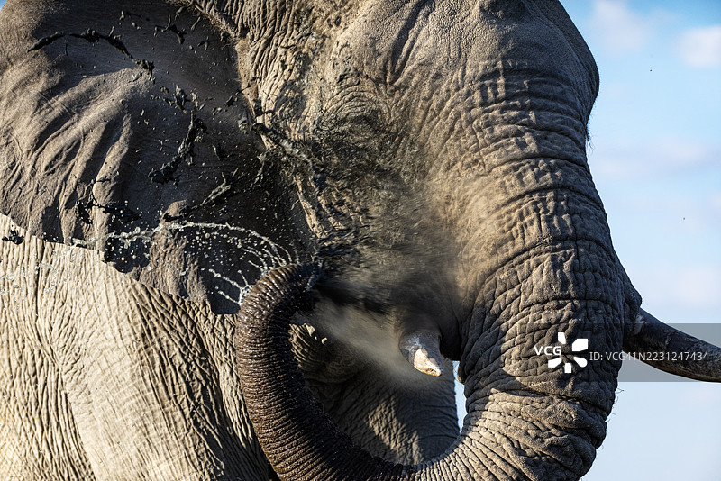 近距离裁剪的视角，展示一头大象在水坑饮水。埃托沙国家公园图片素材