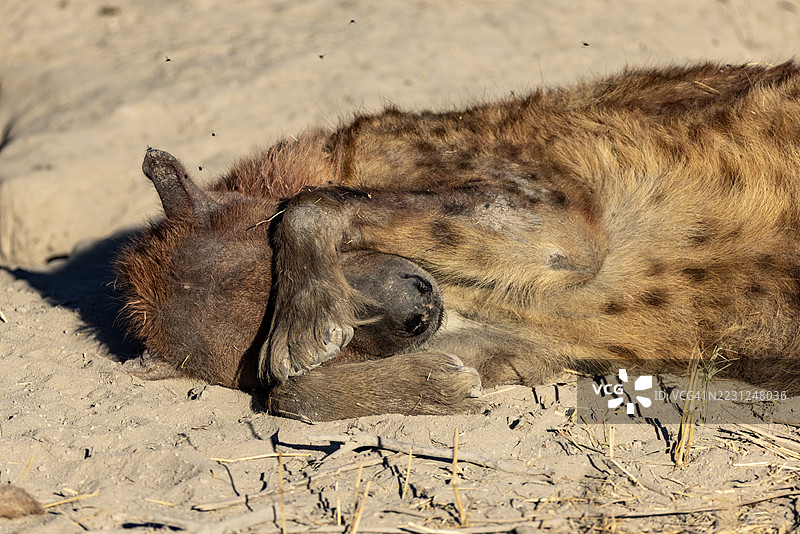 特写。雌性斑点鬣狗躺在阳光下，爪子遮住了她的眼睛。图片素材