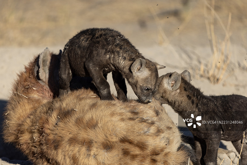 特写。两只可爱的斑点土狼幼崽坐在母亲身上。图片素材