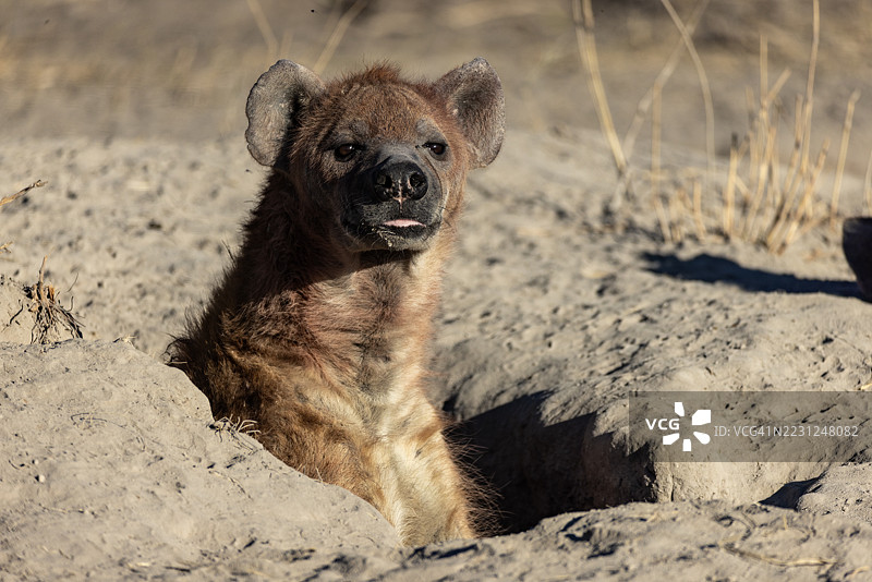 特写。斑点鬣狗从巢穴中出来。图片素材