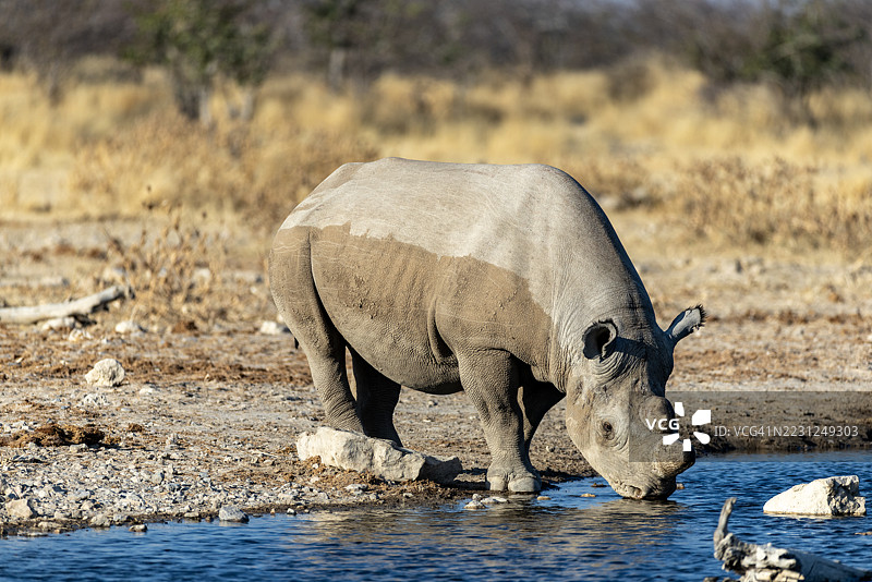特写。黑犀牛在埃托沙国家公园的水坑饮水图片素材