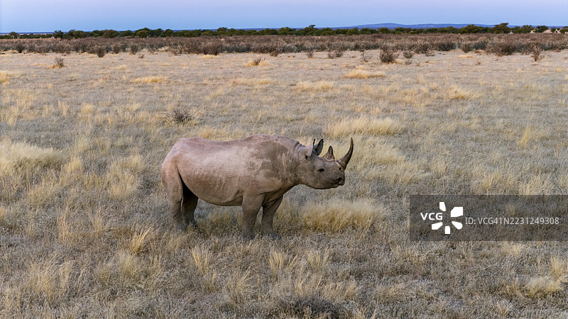 空中视角。黑犀牛在埃托沙国家公园站立。图片素材