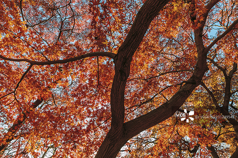 美丽的枫树图片素材