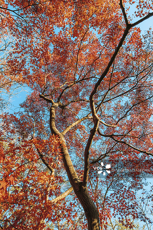 美丽的枫树图片素材