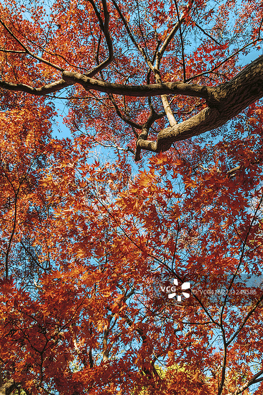 美丽的枫树图片素材