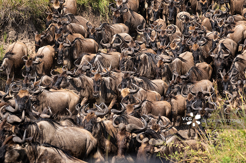 肯尼亚马赛马拉的角马迁徙图片素材