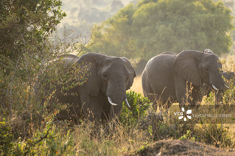 肯尼亚马赛马拉的象群图片素材