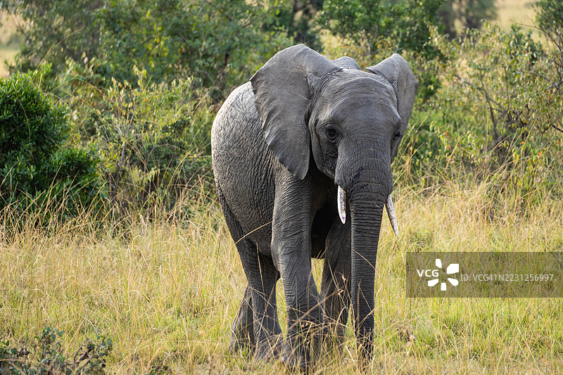 肯尼亚马赛马拉的象图片素材