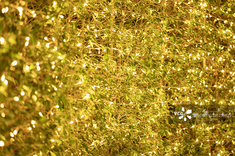 装饰有灯光的树墙。抽象的灯光节背景。图片素材