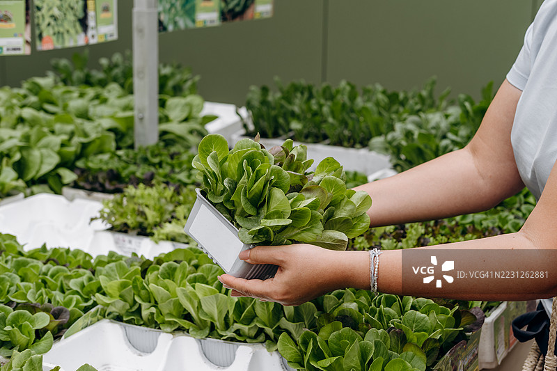 在植物苗圃中培育的生菜幼苗，适合家庭花园或蔬菜园，鲜嫩的绿色生菜被双手捧在充满活力的温室中。图片素材