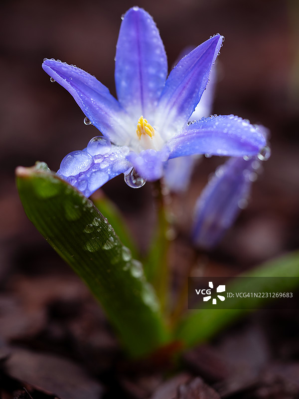 紫花铃兰花的特写，紫色花瓣和绿色叶子上沾满雨滴，春季早期花园中的覆盖物中冒出。图片素材