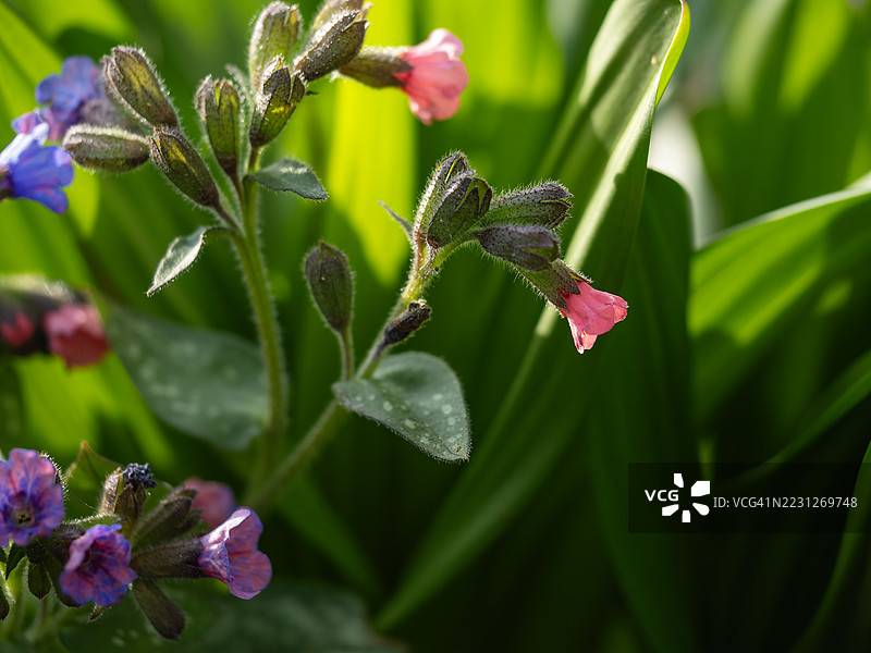 春季花园中开花的药用肺草，盛开着粉色和蓝色的漏斗形花朵，叶片上有斑点，周围环绕着宽大的绿色叶子，在自然阳光下。图片素材