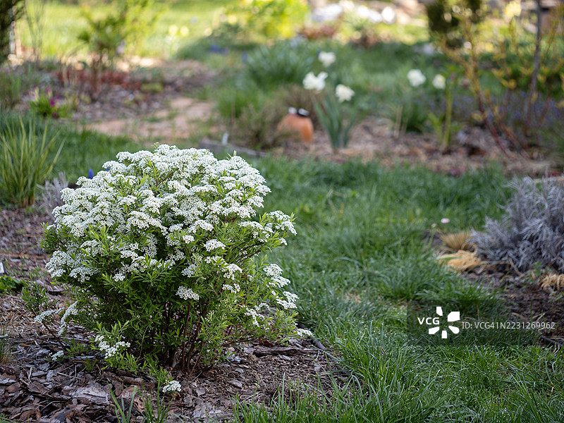 小型盛开的海绣球灌木，春季花园中密集的白色花朵簇拥，周围是新鲜的绿色草坪、宿根植物和远处的水仙花，在柔和的自然光下。图片素材
