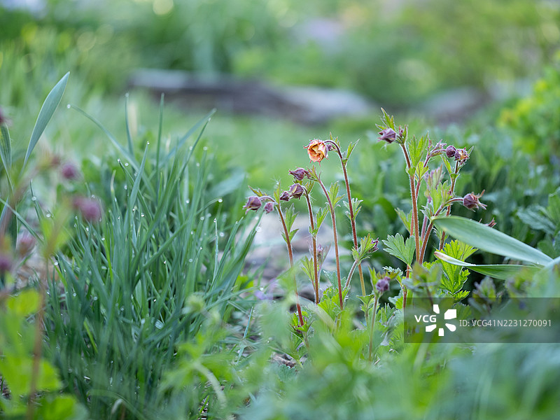 春季花园中，娇嫩的金莲花在花蕾和郁郁葱葱的绿叶间绽放，草地上沾着清晨的露珠，背景自然柔和模糊。图片素材