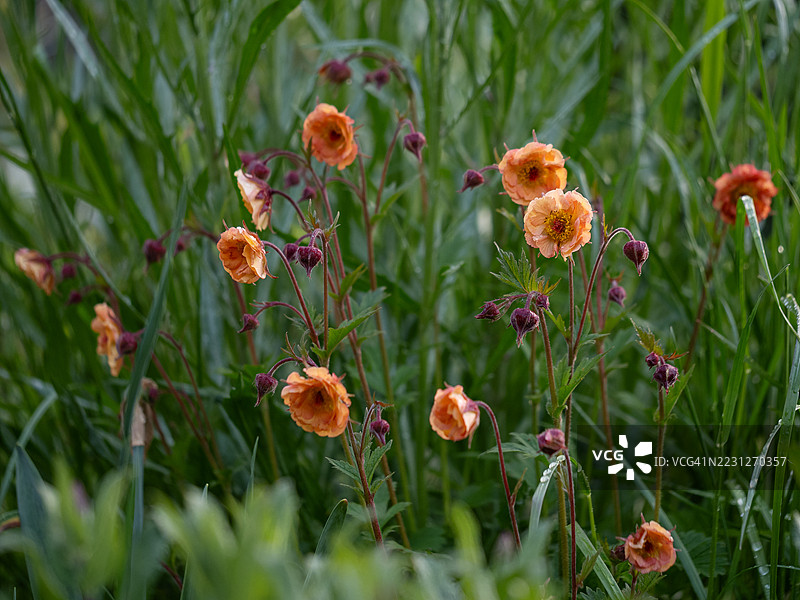一簇盛开的橙色金盏花，带着红色花蕾，从郁郁葱葱的绿色叶子中冒出，春天的花园里，柔和的自然光下拍摄。图片素材
