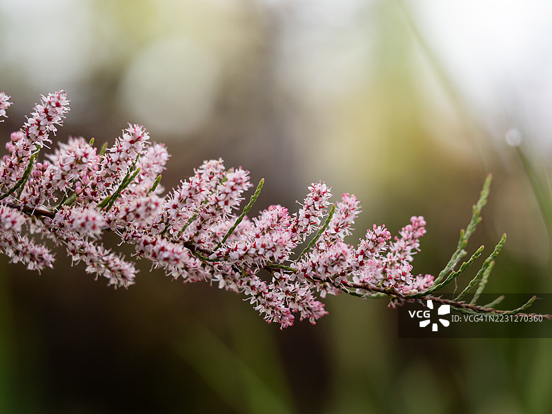 盛开的塔玛里克灌木的粉白色羽毛状花穗特写，展示了沿着弯曲枝条密集排列的精致星形花朵，背景为模糊的自然绿色。图片素材