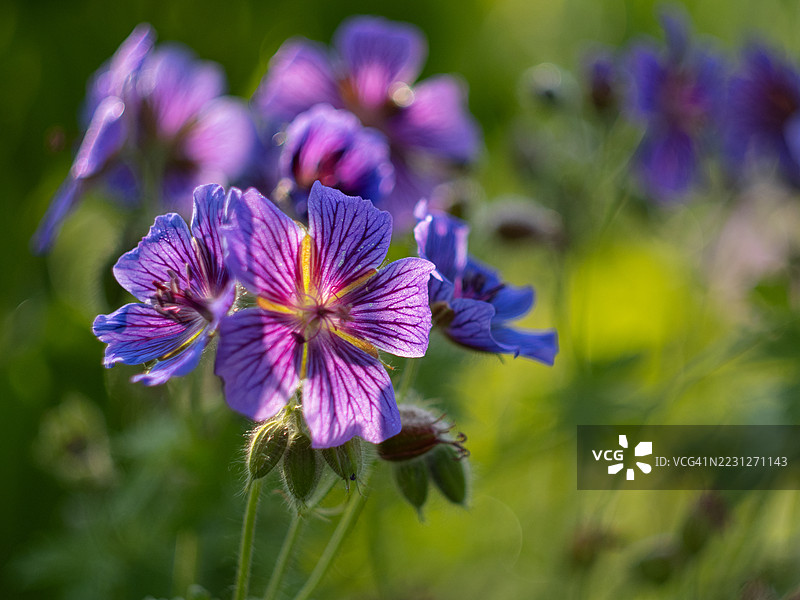 盛夏花园中柔和逆光下盛开的紫蓝色天竺葵花（Geranium magnificum Rosemoor）特写图片素材
