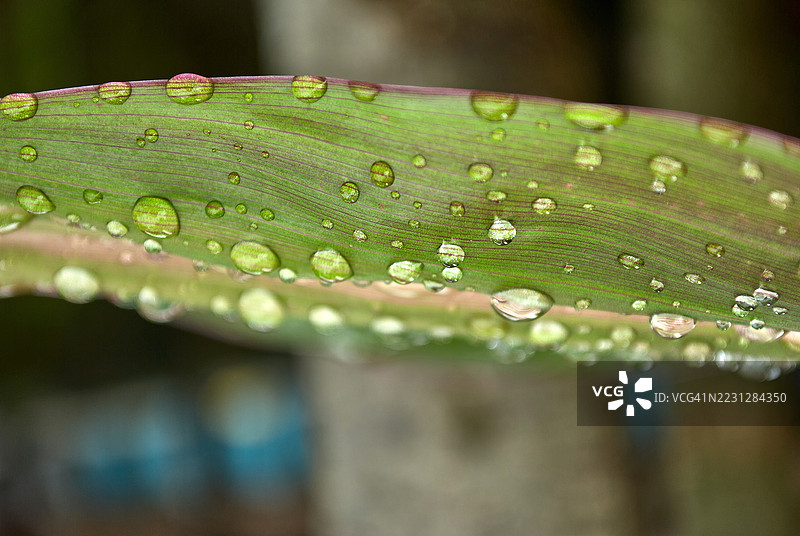 一片绿色叶子的特写，上面点缀着水珠图片素材