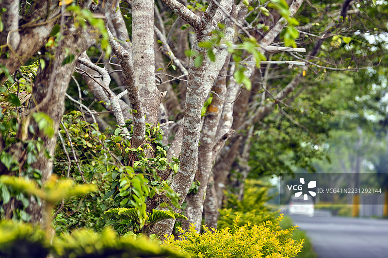 一条轻微弯曲的树木成行的郊区道路，树干颜色较浅，绿叶繁茂。图片素材