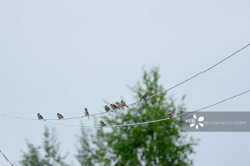 一群麻雀栖息在电线上图片素材