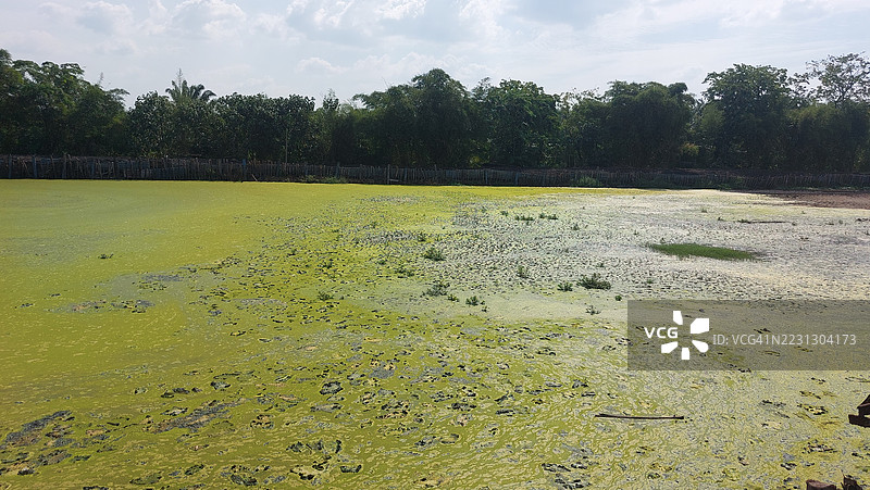 阳光下，池塘表面覆盖着绿色藻类和水生植物，背景有树木。图片素材