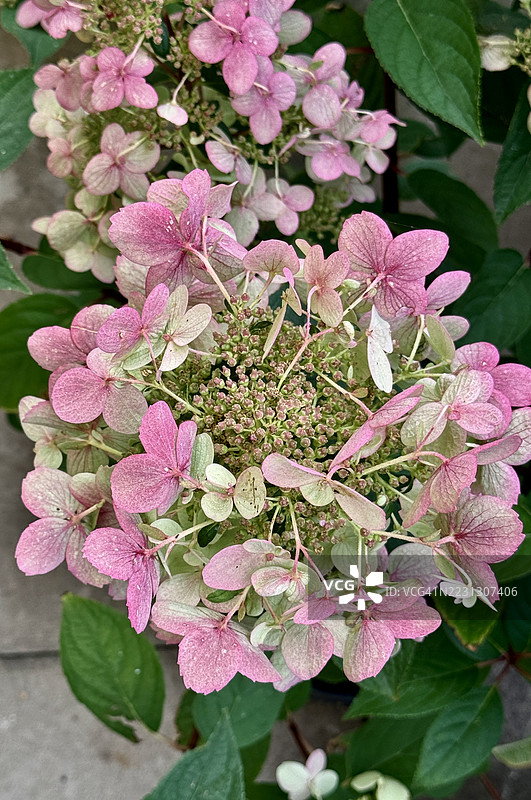 绣球花的花序在含苞待放和盛开状态下的特写镜头图片素材