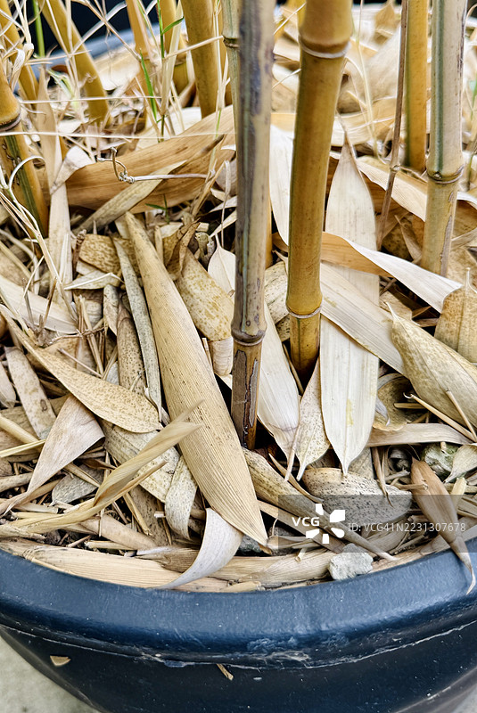 常见竹子底部有落叶的特写镜头图片素材