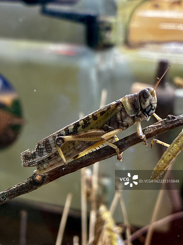 沙漠蝗虫图片素材