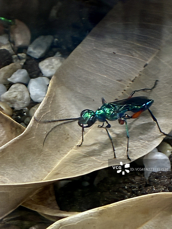 翡翠蟑螂黄蜂图片素材