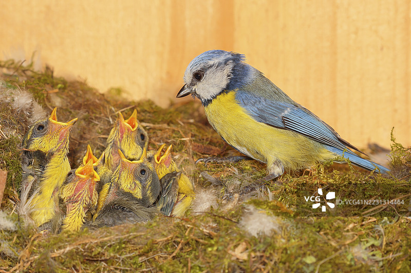 蓝山雀(Parus caeruleus)在鸟巢中喂养十二天大的幼鸟,野生动物,动物,鸟类,西格兰,北莱茵-威斯特法伦,德国图片素材