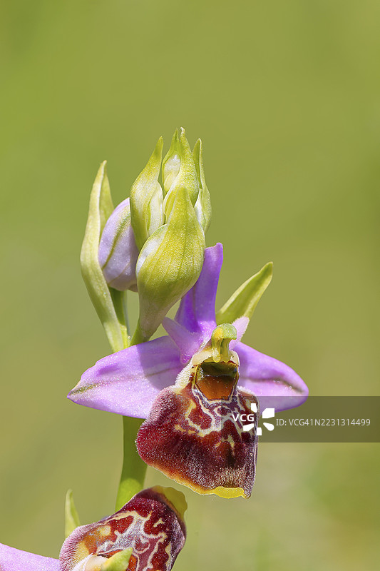 大黄蜂菊(Ophrys holoserica)花,野生兰花,特写,兰花,兰花植物,菊,自然摄影,科佩尔施泰因自然保护区,兰施泰因,莱茵兰-普法尔茨,德国图片素材