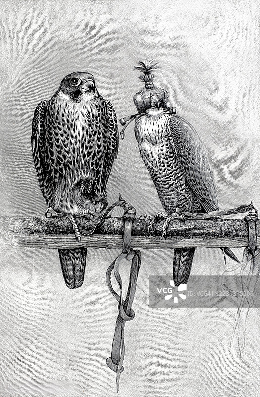 猎鹰和栖息在栖木上的猎鹰，1880年，历史，真实，数字修复自19世纪原作，记录日期未说明图片素材