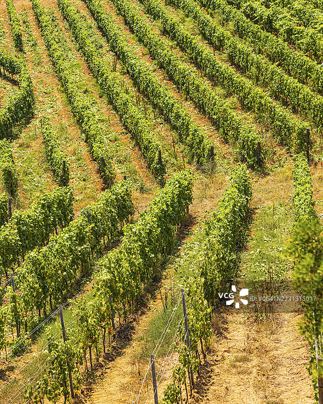 在意大利托斯卡纳大区的托斯卡纳群岛国家公园，埃尔巴岛的阿里吉酒庄附近，种植成排的葡萄藤图片素材