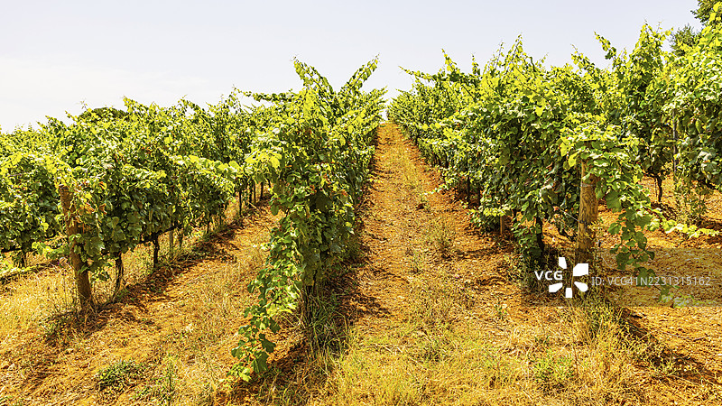 靠近阿里吉酒庄的葡萄园，波尔图阿祖罗，厄尔巴岛，托斯卡纳群岛国家公园，托斯卡纳，意大利图片素材